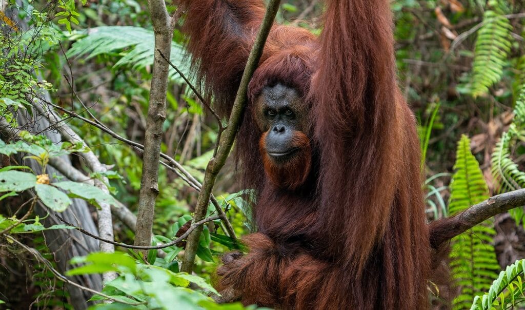 Populasi Orangutan Kalimantan Meningkat Berkat Program Konservasi