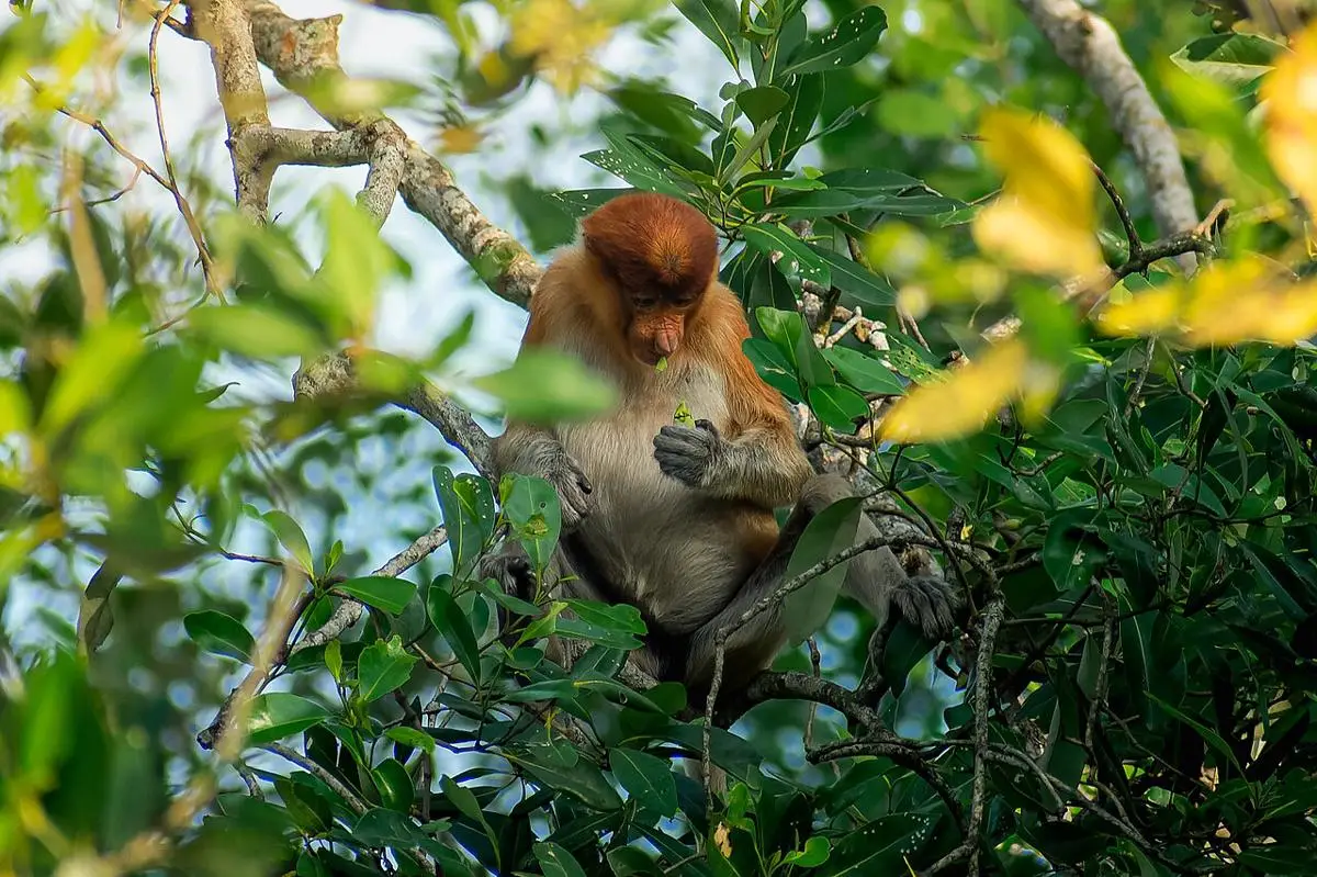 5 Hewan Endemik Kalimantan yang Terancam Punah