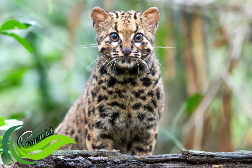 Eksotisme Kucing-kucing Lokal Penghuni Tanah Borneo