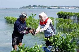 Program Tanam Pohon Mangrove di Pesisir Mempawah Berhasil